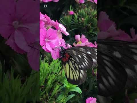 Butterfly 🦋 #shortvideo #butterfly #flowergarden #flowers #asmr