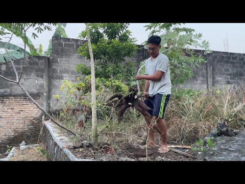 Pick Cassava from the Garden, Make Gethuk and Chop Sweet and Spicy Cassava