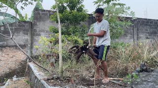 Download lagu Pick Cassava from the Garden, Make Gethuk and Chop Sweet and Spicy Cassava mp3