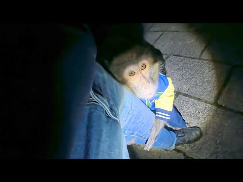 はじめて夜に散歩したお猿さん…不安になってこうなりました