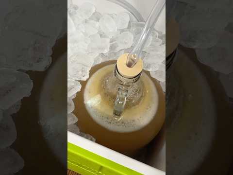 Ales & Lagers: what’s the difference?