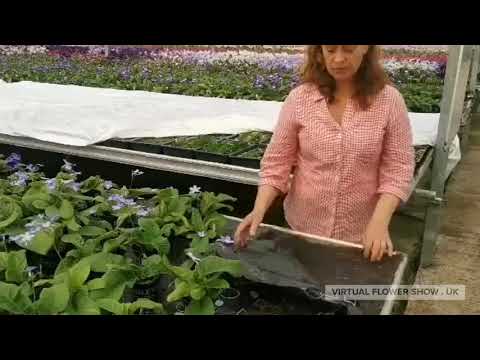 Dibleys Nurseries Virtual Tour