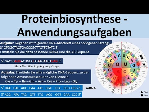 Protein biosynthesis - exam questions/application questions [Biology, Genetics, Advanced Level]