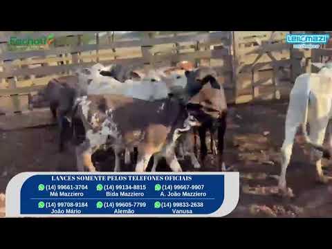 Leilão Leilomazi - Dois Córregos (01/10/2025)