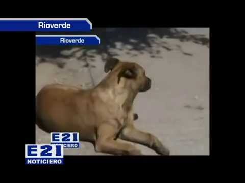 INICIÓ HOY LA RAZZIA CANINA EN COLONIAS RIOVERDENSES