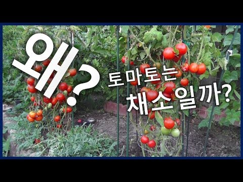 , title : '왜 토마토는 채소일까?_[SES Production]'