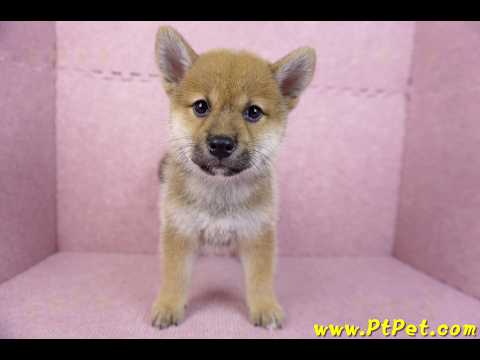 05/20赤色柴犬母幼犬