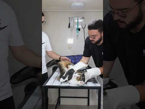 How to deal with angry cat and ferocious cat 🐱 part 102