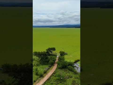 Lago en Chalatenango Totalmente Verde, invadido por la Lechuga de Agua en El Salvador. #elsalvador