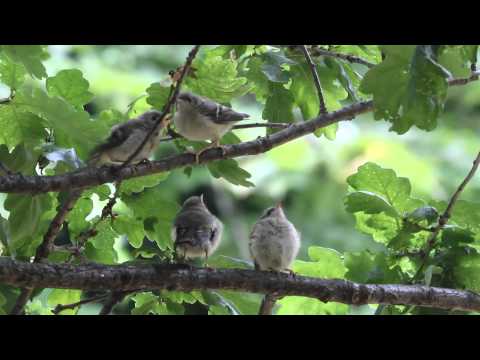 Film : Goldcrest feeding chicks. Birdwatching highlight By Alex Sally