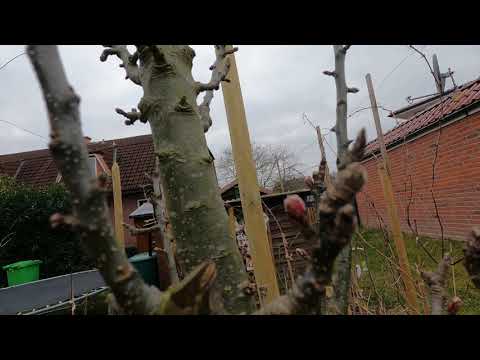 Obstgarten im März - Erste Lebenszeichen; Erwachen aus dem Winterschaf