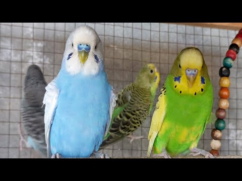 4 Hr Help Quiet Parakeets Sing by Playing This, Budgies Chirping. Help Depressed lonely sad Birds