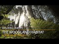 The Woodland Habitat - Exploring Habitats