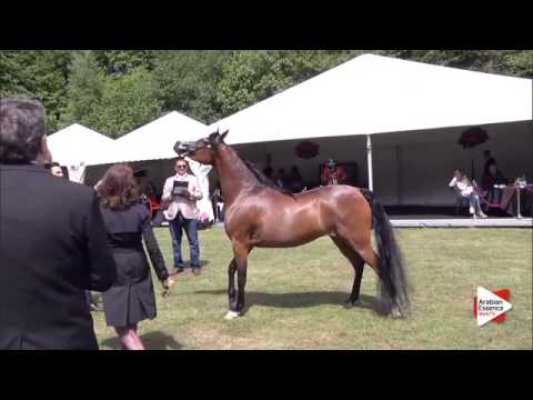 N.34 MAGENTA KA - Bruges 2015 National - Mares 4-6 years old (Class 7)