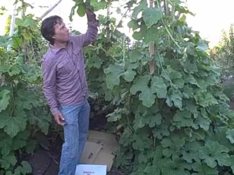 download lagu mp3 mp4 Urban Gardener San Francisco, download lagu Urban Gardener San Francisco gratis, unduh video klip Urban Gardener San Francisco