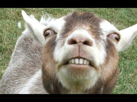 , title : 'Top 10 Funny Goat Videos - Funniest Goats [BEST OF]'