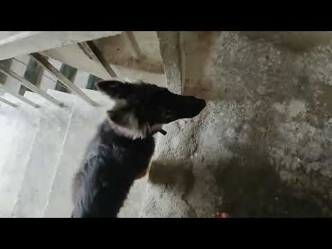 Dog lovers ❤️ #shorts #puppy #dog #love