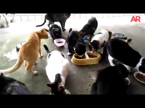 Patricia Abadía y Juan Carlos Peralta conviven con 30 gatos