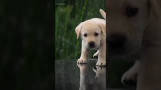 dog lovers🐕|cute dog videos| whatsapp status| dog love|
