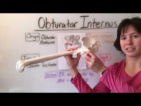 Deep Buttock Muscles