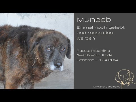 Tierschutz Italien Hundevermittlung Muneeb - Einmal noch geliebt und respektiert werden _August25