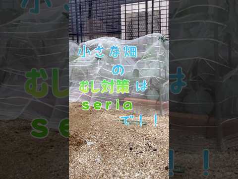 菜園にあるどの花が虫を引き寄せたり、忌避したりするのでしょうか?  庭園