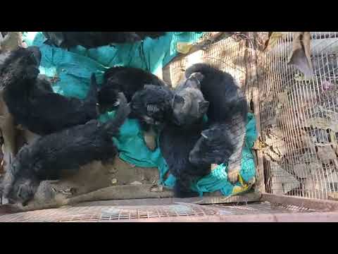 German shepherd doble coat male female puppy avabile location ganj basoda  Vidisha m p co 9098740288