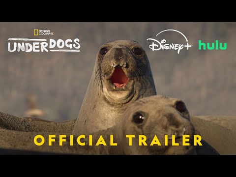 Underdogs on NatGeo | Official Trailer