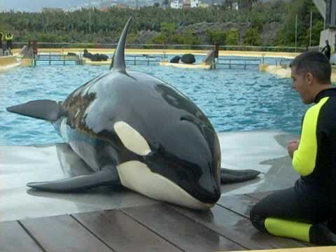 Loro Parque🐬RIP Alexis Martinez 🐬Orca #Don't buy a ticket!!!