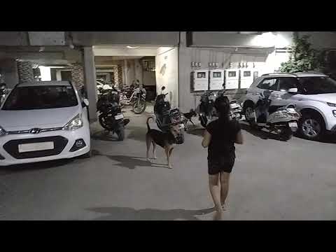 My society 🐕🐕dog's