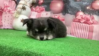 チワワ(ロング)の動画01