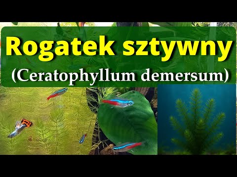 "Rogatek sztywny w akwarium – dlaczego warto go mieć?"