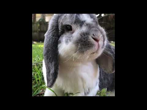 This is an original song written and recorded by me that features my bunny Momo. Guitar, Harmonica, vocals and lyrics: Ellen Moseley Lead Guitar: Nate Nakadate