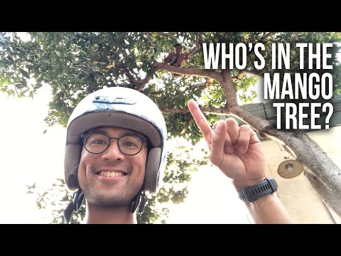Exploring Lombok by Scooter - Waterfalls, Fish, Fresh Fruits, And More!