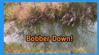 20 Minutes of NON Stop Blue Gill ACTION With a Float and Hook!