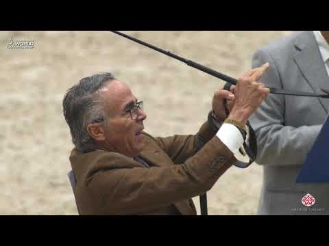 N 96 RHAN AL SHAHANIA   Paris 2019   Yearling Colts Class 4A