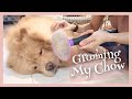 How I Groom My Chow Chow at Home / Grooming My Chow Chow