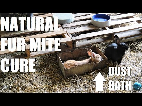 YouTube video about: Can rabbits have sand baths?