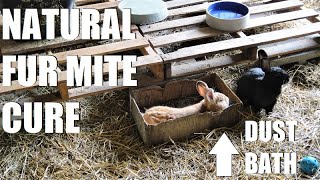 Giving Dust Baths to ALL our Rabbits | Natural Fur Mite Cure & Preventitive for the Enitre Rabbitry