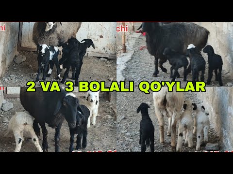 2 va 3 bolali egizchi qoʻy ishqibozlari aksariyati 3 bolalilar 24-fevral, 2026