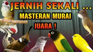 Download lagu MASTERAN MURAI BATU LENGKAP ROLL TEMBAK SUARA JERNIH MATERI PANJANG PANJANG MEWAH mp3 Download lagu MASTERAN MURAI BATU LENGKAP ROLL TEMBAK SUARA JERNIH MATERI PANJANG PANJANG MEWAH mp3