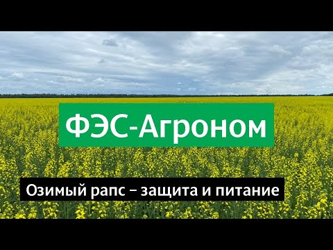 Озимый рапс - защита и питание