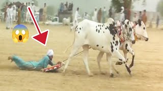 Dangerous Bull Race😭  Bull Race in Pakistan Pot