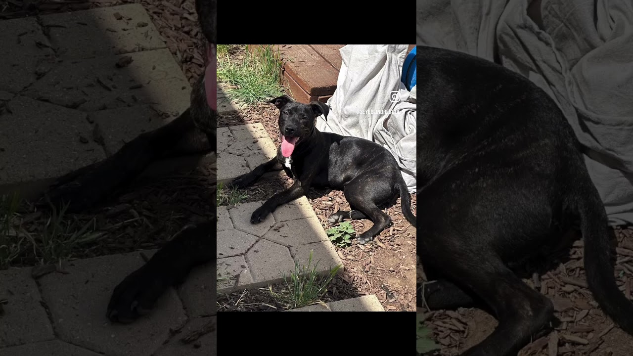 Enlarge Melly, a Adoptable mixed breed in Roseville, CA video 6/6