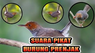 Download lagu suara pikat burung prenjak kepala merah #suarapikatburungkecil #suarapikatburungprenjak mp3 Download lagu suara pikat burung prenjak kepala merah #suarapikatburungkecil #suarapikatburungprenjak mp3