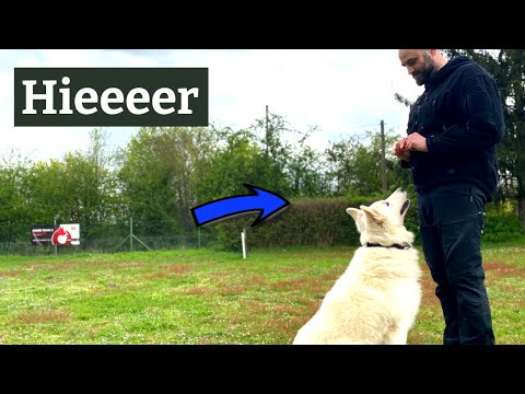 Das Kommando "Hier" trainieren - Phase 1