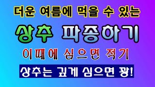 [텃밭농부 1,480]  여름 더울 때 먹을 수 있는 상추파종. 여름살추는 금추. #상추재배 #상추파종