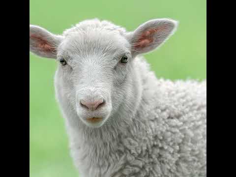 Why Did God Allow Animal Sacrifice? (Father Simon Says)