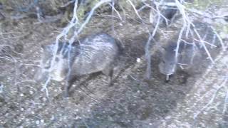 Javelinas in the wild!