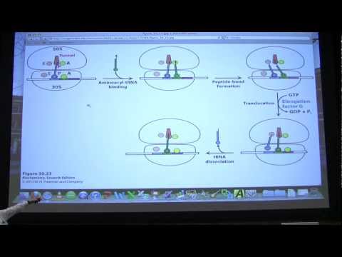 #48 Biochemistry Translation II Lecture for Kevin Ahern's BB 451/551